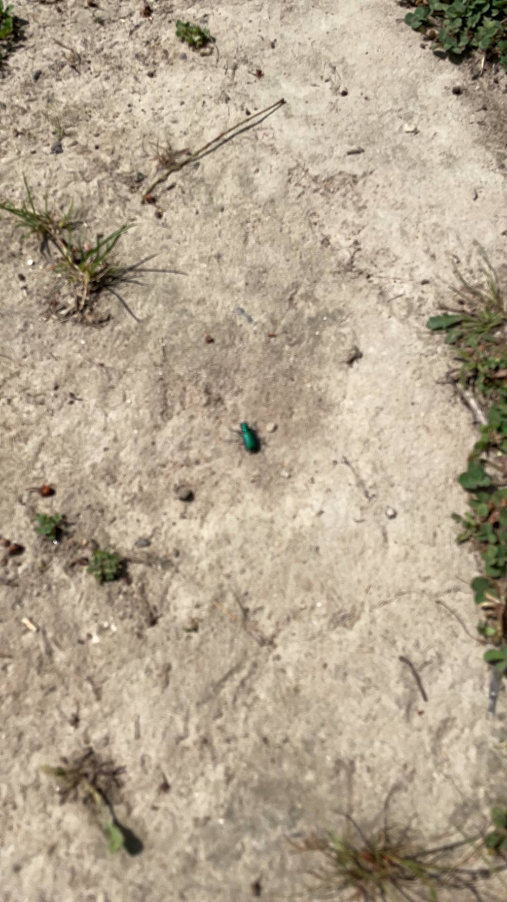 small bug on ground